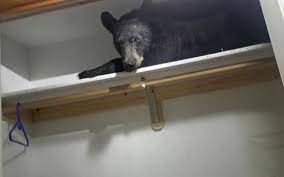 Blănosul din dulap: un urs somnoros a adormit în cămara unei locuinţe VIDEO